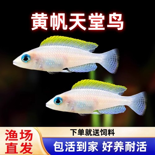 热带淡水短鲷好养易活观赏鱼