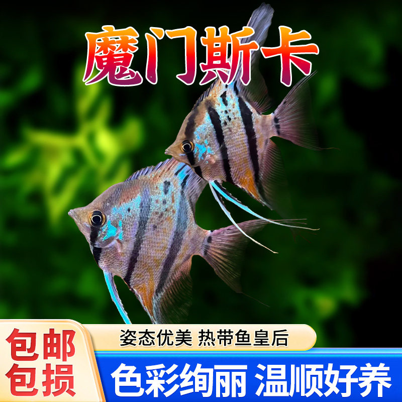 魔门斯卡神仙鱼热带观赏鱼宠物燕子鱼秘鲁小型草缸淡水鱼鱼苗图片