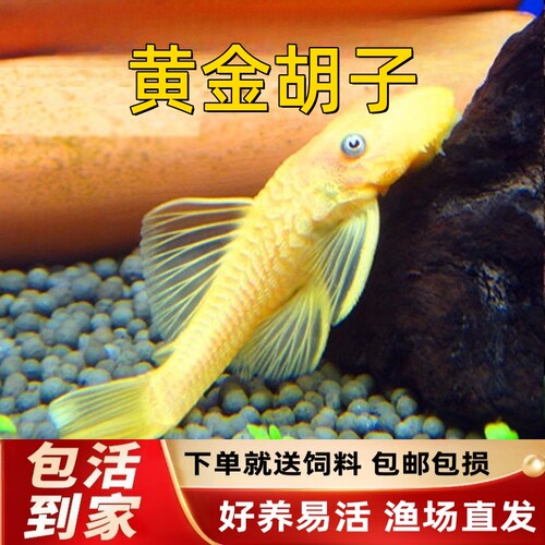 黄金胡子大帆工具鱼清缸除藻热带小型淡水鱼红蓝眼发货好养耐活鱼