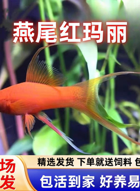 红玛丽鱼燕尾长尾玛丽观赏鱼活体好养耐活大号热带淡水鱼孔雀包邮