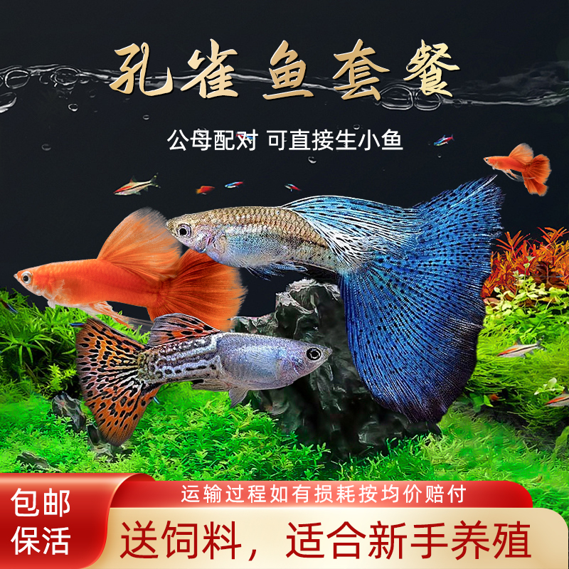 观赏鱼金鱼凤尾鱼热带孔雀鱼