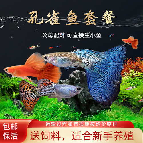 观赏鱼金鱼凤尾鱼热带孔雀鱼