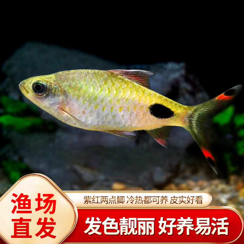 紫红两点鲫热带观赏钻石彩虹鲫鱼