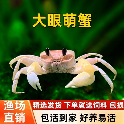 大眼萌蟹中华沙蟹活体陆生螃蟹