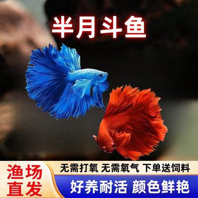 泰国斗鱼半月好养耐活观赏鱼