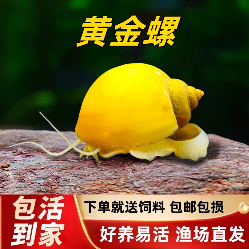 活体淡水观赏螺除藻清苔吃鱼龟便图片
