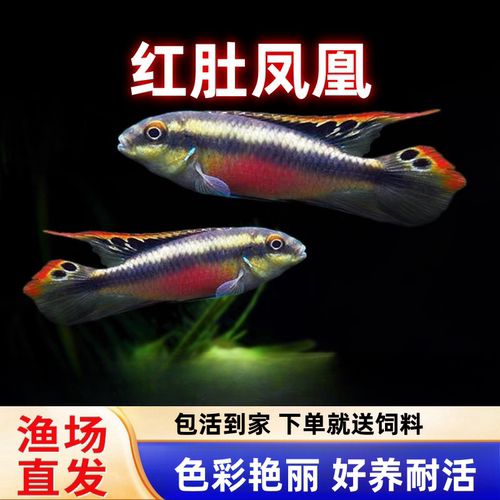 红肚凤凰鱼南美西非短鲷慈鲷鱼热带观赏鱼荷兰蓝肚红肚凤凰鱼活体