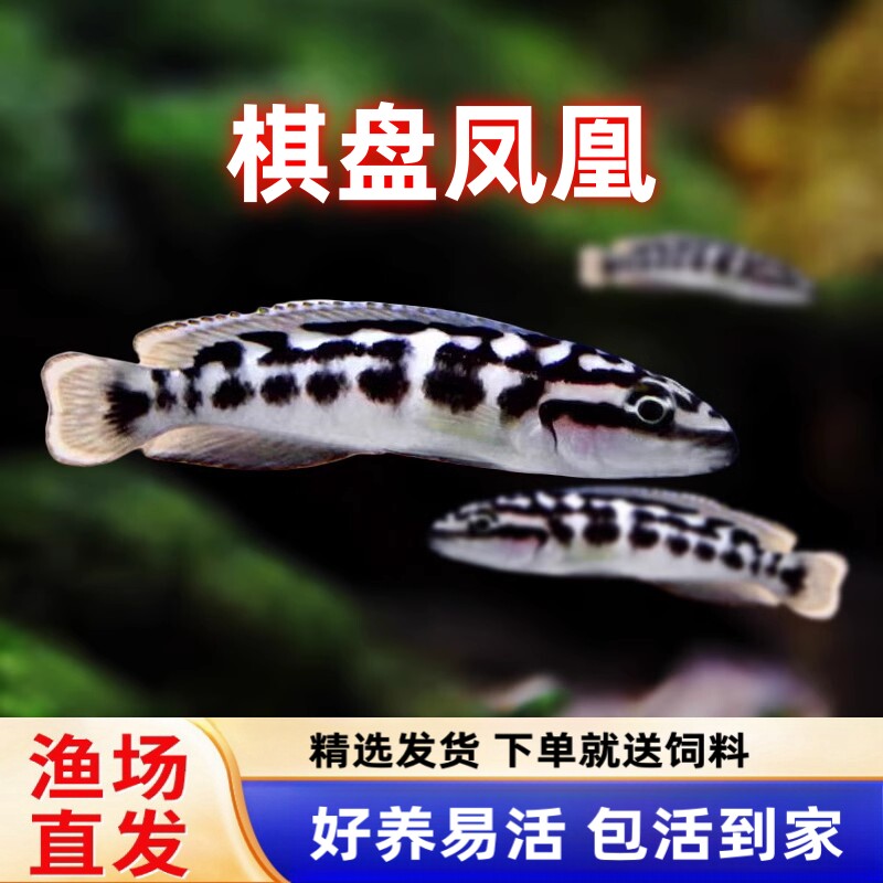 棋盘凤凰鱼三湖坦鲷慈鲷淡水鱼热带鱼观赏鱼凤凰短鲷黄帆卷贝活体