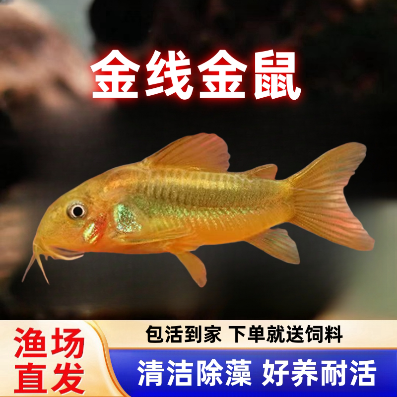 宠瑜金线金鼠鱼底栖鼠鱼清理食物图片