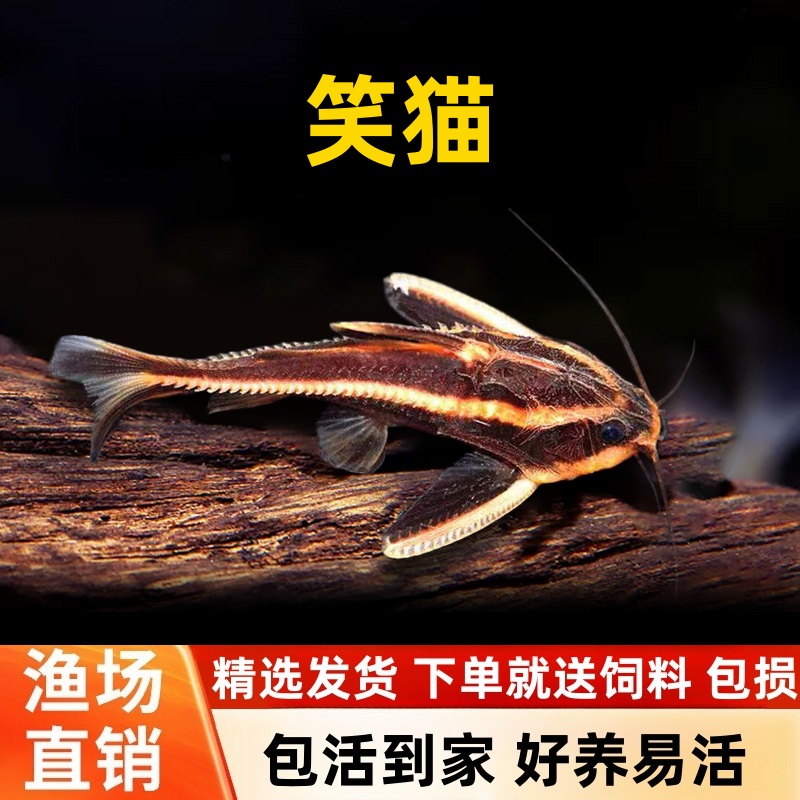 笑猫泰国进口老鼠鱼笑脸猫水族底层鱼清道夫热带观赏宠物鱼活体鱼