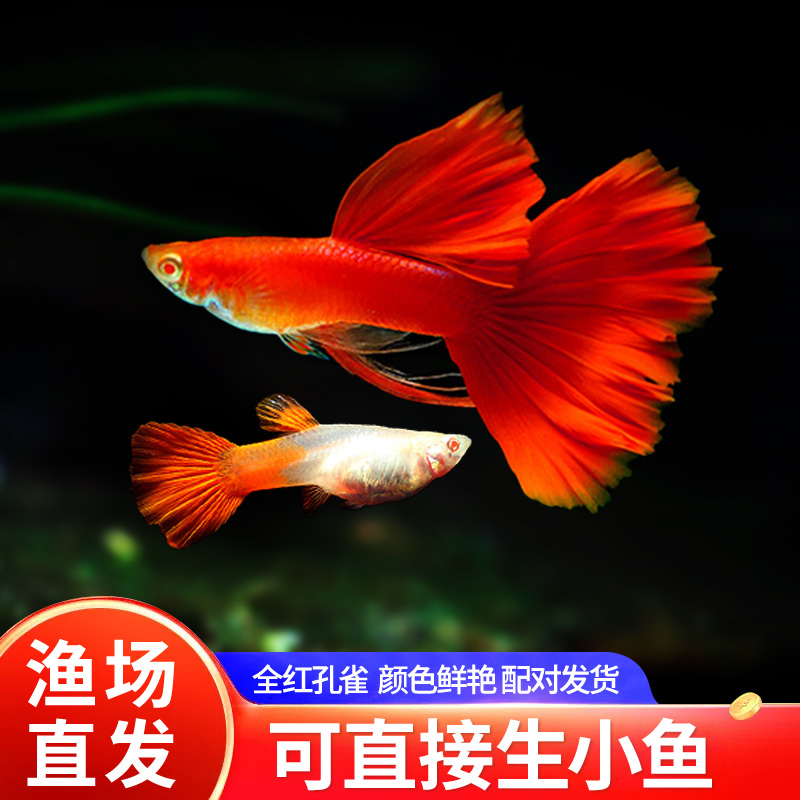 观赏鱼金鱼凤尾鱼热带孔雀鱼