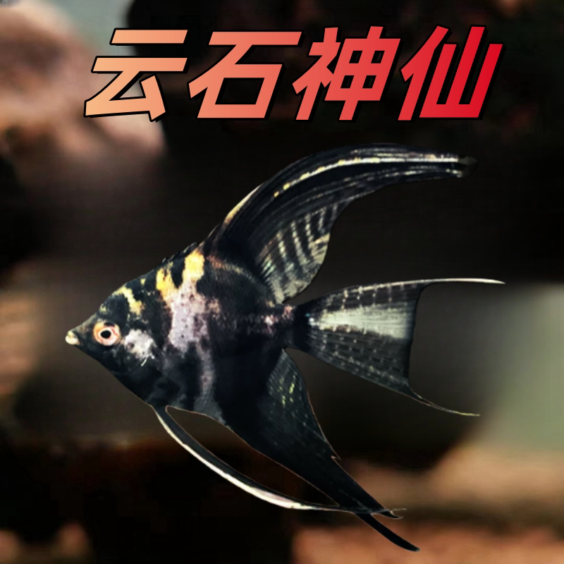 云石神仙长尾大理石小神仙鱼墨燕鱼热带观赏鱼水草缸新手活体宠物