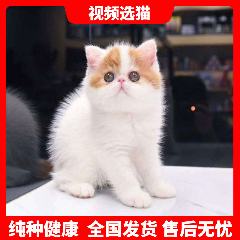 纯种加菲猫幼崽异国短毛猫波斯猫