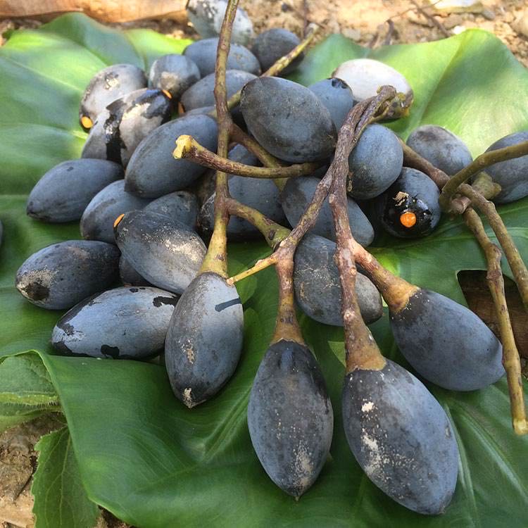 发货当天新鲜特产西山黑橄榄