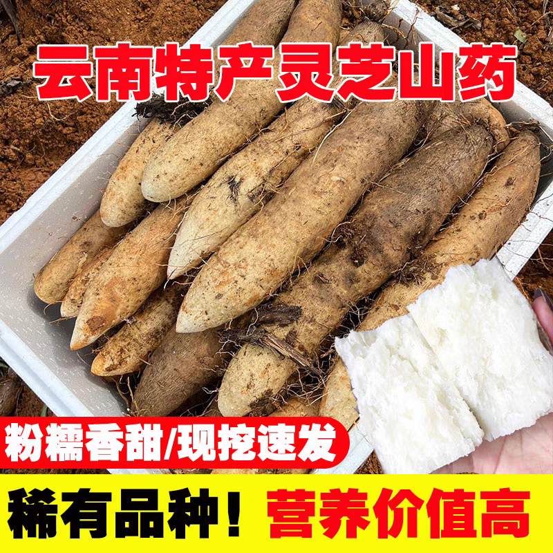 云南灵芝山药软糯新鲜秤砣山药正宗大根粉山药无污染红土地山药