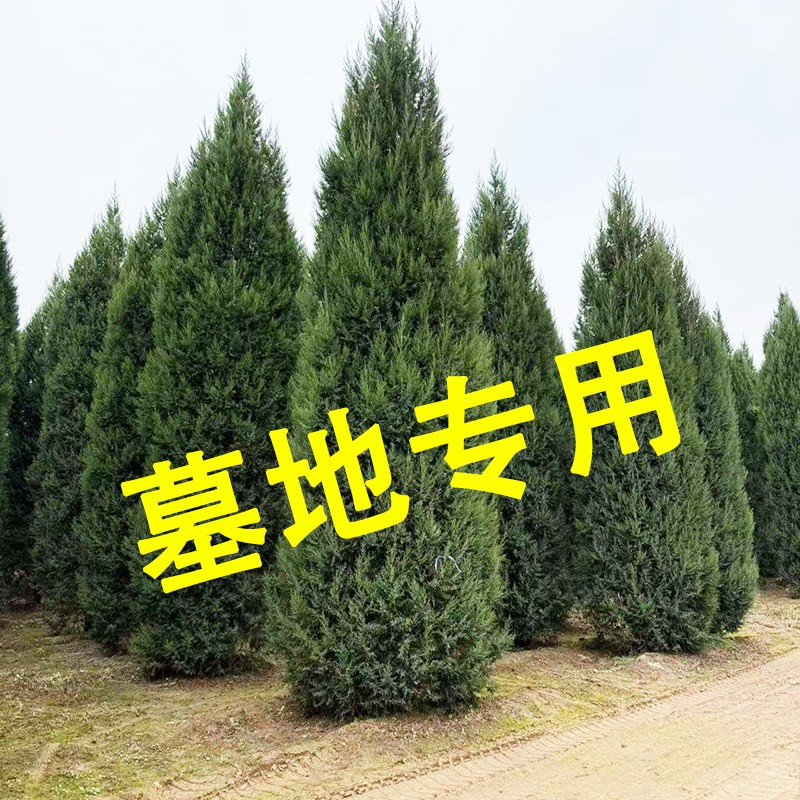 塔柏树苗带土球大树松树苗龙柏侧柏圆柏松树桧柏柏树苗松柏树苗