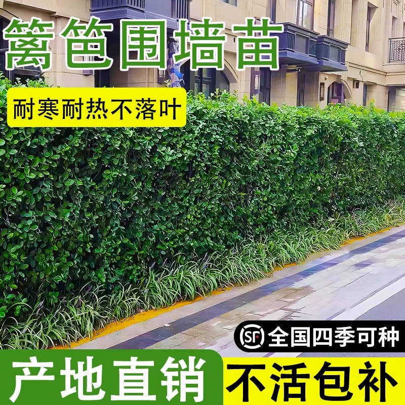 北海道黄杨冬青树苗大叶黄杨常青树苗珊瑚树庭院绿篱植物围墙篱笆