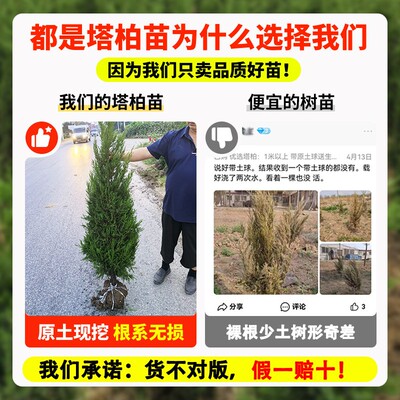 柏树树苗塔柏四季常青松柏树大树苗侧柏蜀桧苗扁柏宝塔松龙柏耐寒