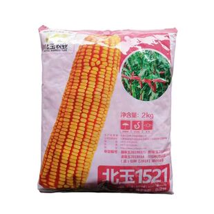 北玉1521高产玉米种子矮杆白轴大棒马牙抗旱抗倒耐阴雨北玉1521