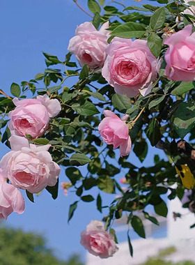 日本新品月季美咲/Misaki 庭院玫瑰丰花浓香月季玫瑰花扦插小苗