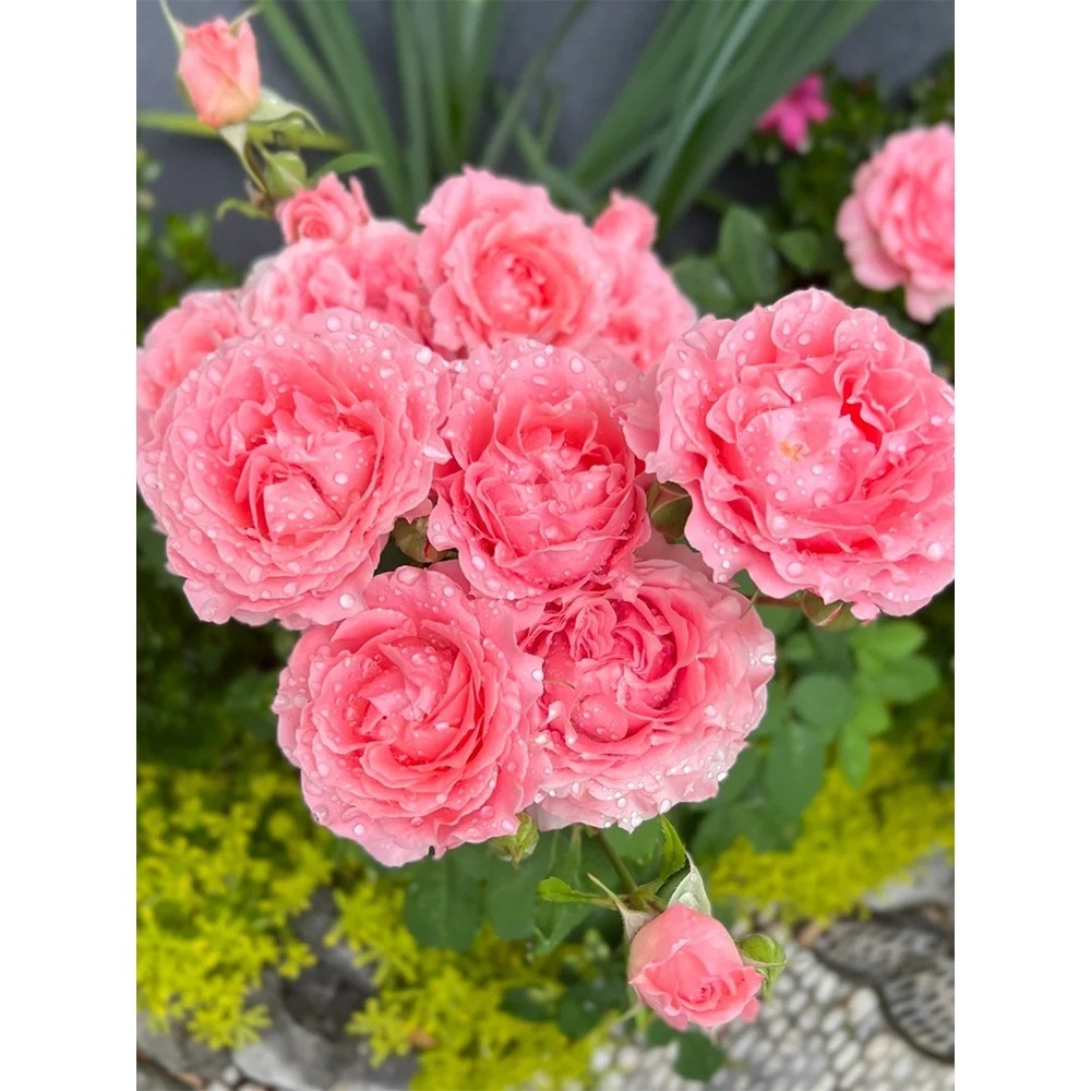 珊瑚果冻月季花苗大花浓香四多头玫瑰开花西瓜红四季盆栽花卉欧月,鲜花速递/花卉仿真/绿植园艺,月季/蔷薇/玫瑰,淘宝优惠券,粉丝福利购,淘宝优惠卷