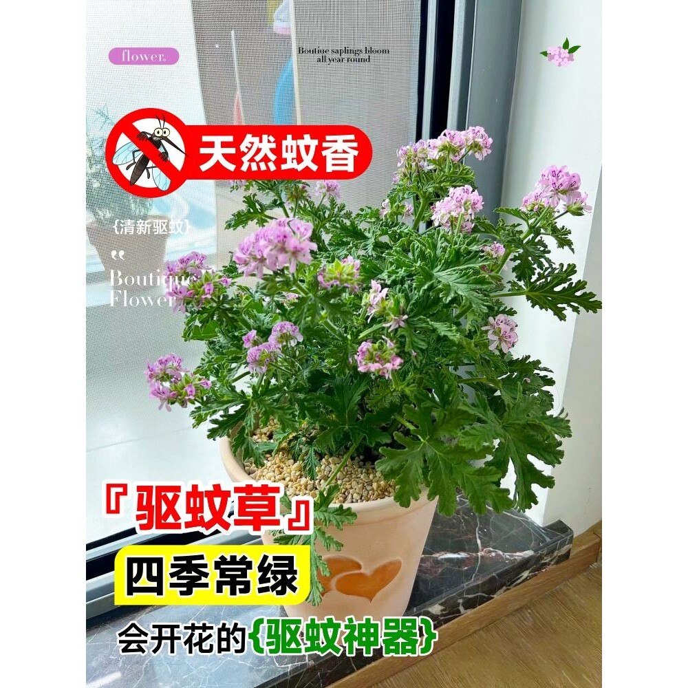 驱蚊草植物室内外阳台庭院薄荷盆栽防蚊虫神器四季种植好养绿植苗