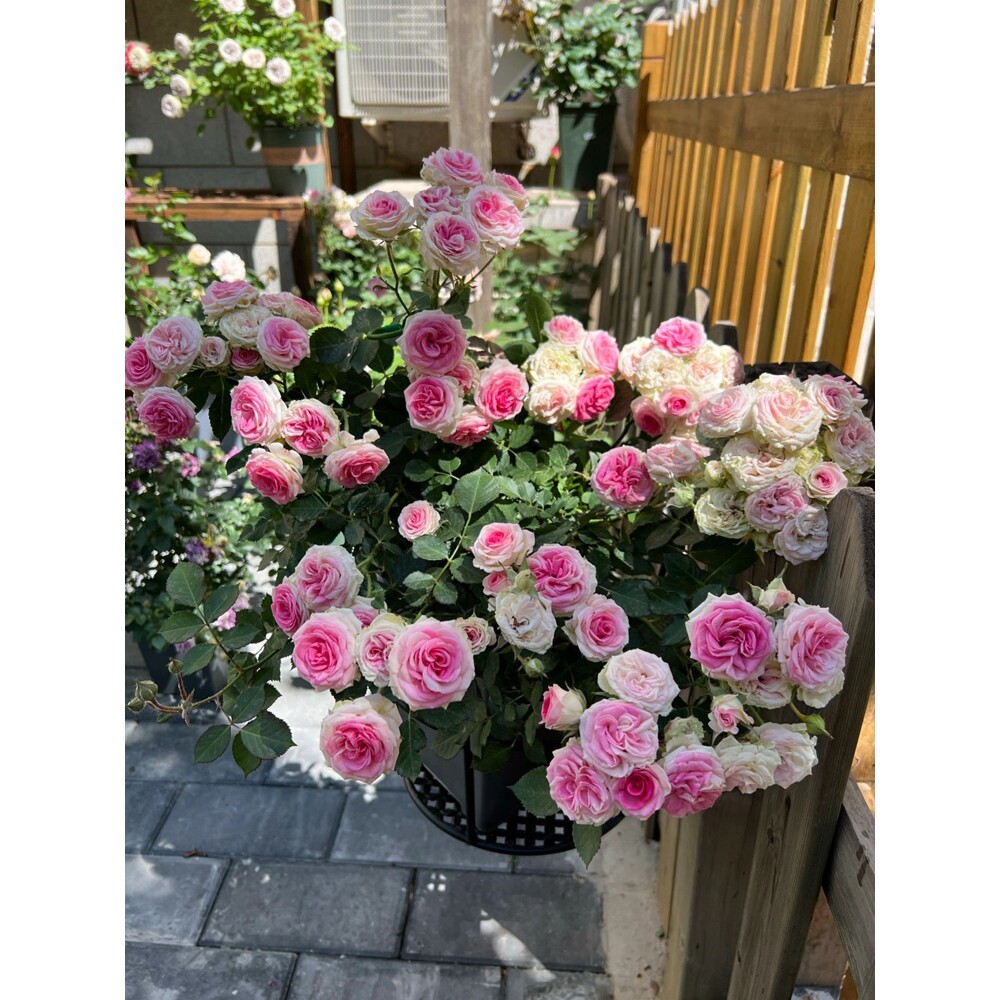 灌木小伊甸园月季花大苗盆栽灌小伊多头浅粉色四季开阳台花园植物