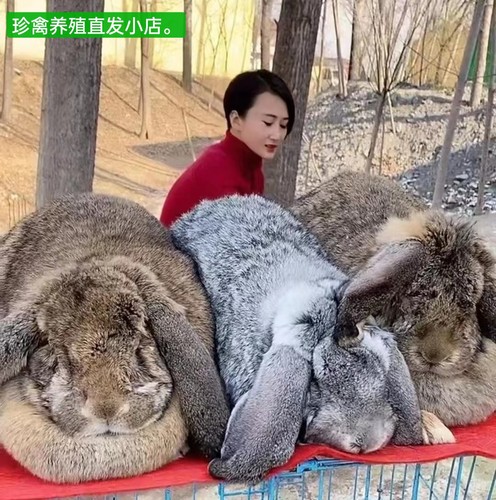 公羊兔新品纯种公羊兔活物巨兔苗大型活体肉兔苗家养兔活苗幼崽