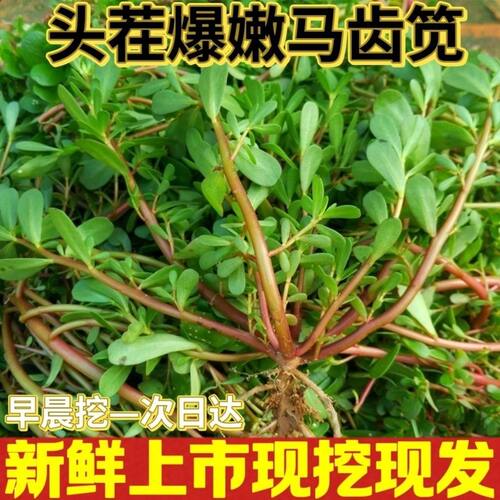 河北野生马齿苋菜马齿菜马蜂菜长寿菜马齿笕蚂蚱菜