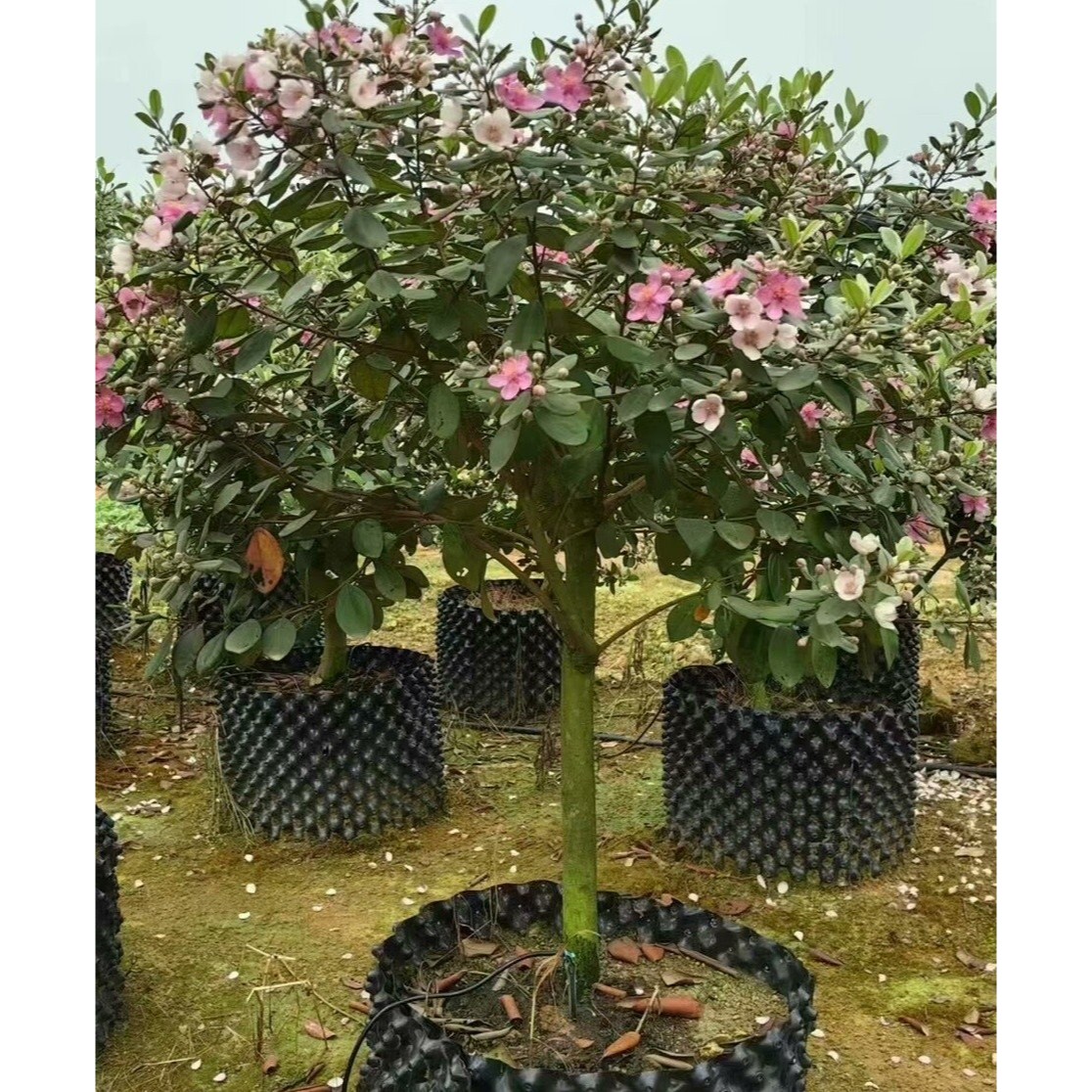 桃金娘精品苗改良大果种植庭院盆