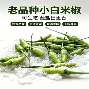 云南普洱老品种小白米椒特辣香新鲜蘸盐巴吃香辣特下饭个头小小辣