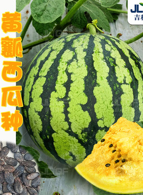 黄瓤小西瓜种子四季阳台盆栽