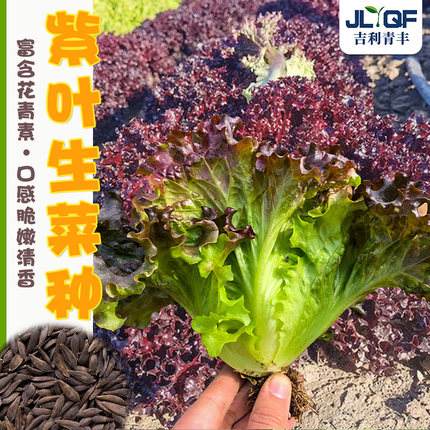 紫叶生菜种子春秋四季盆栽红罗莎生菜种孑意大利生菜农家蔬菜种籽