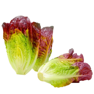 紫红生菜种子春秋四季直立罗马生菜种孑脆甜蔬菜种籽大全阳台盆栽