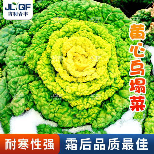 黄心乌塌菜种子秋四季