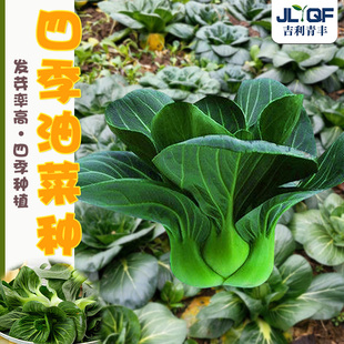 黑叶苏州青种籽高产矮脚箕油菜种子抗热上海青种孑四季 阳台香菇菜
