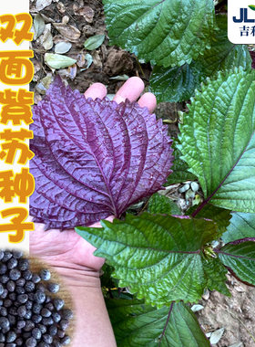 日本紫苏种子食用春秋四季