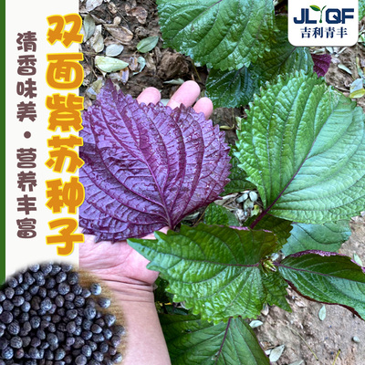 日本紫苏种子食用春秋四季