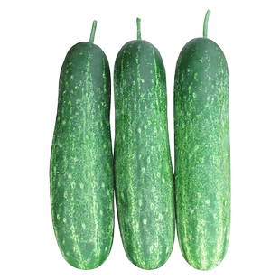 农家宝吊瓜种子春夏四季耐热广东花青大黄瓜种孑菜园老黄瓜蔬菜籽