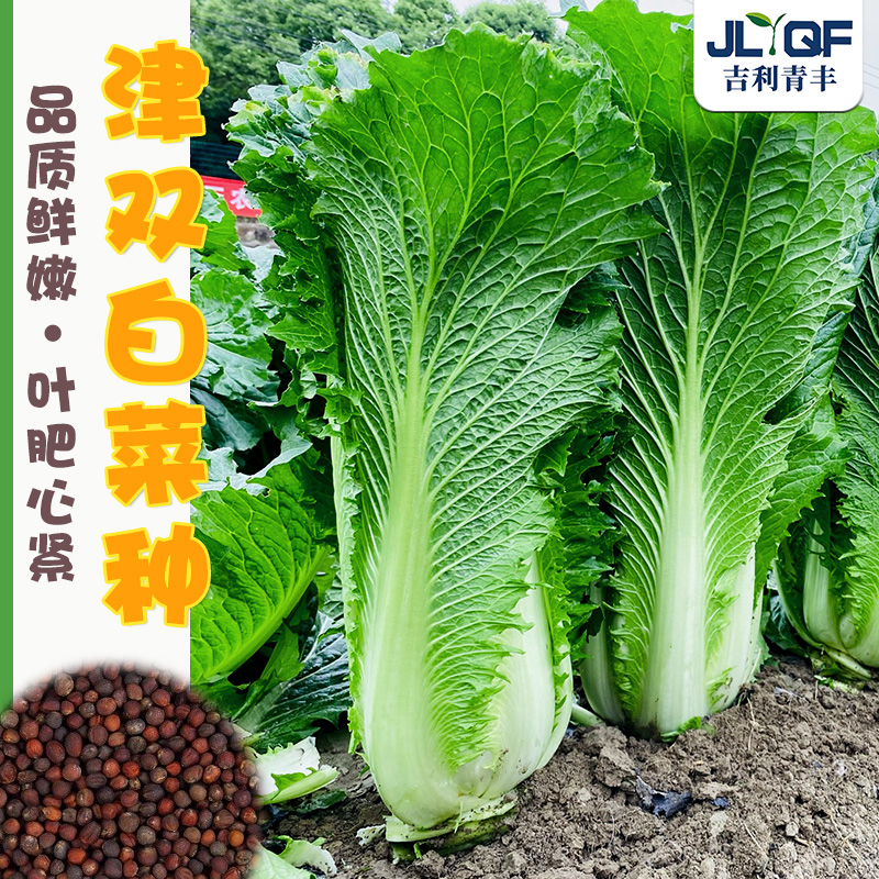 津双60大白菜种子秋季青麻叶