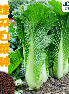 抗病津双60大白菜种子天津青麻叶白菜籽早熟秋四季75大田蔬菜种孑