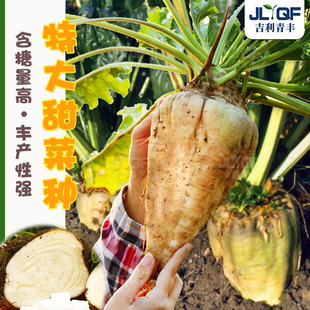 德国特大甜菜王种子制糖可食用甜菜种籽高产饲料含糖量高甜菜种孑