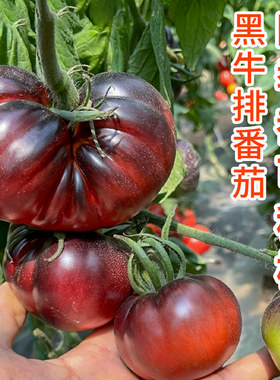 俄罗斯西红柿农家四季