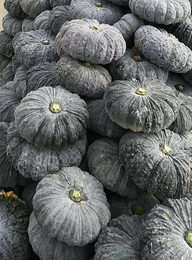 泰国癞可丽南瓜种子粉甜糯丑瓜种籽春秋四季高产进口蔬菜种孑大全