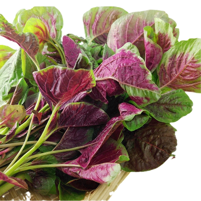 苋菜种子春季盆栽阳台