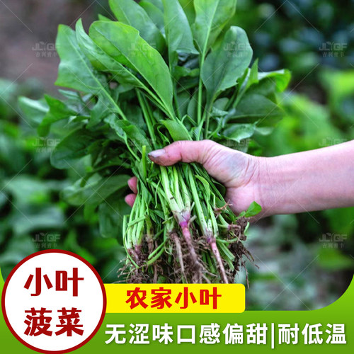 菠菜种子耐寒农家四季