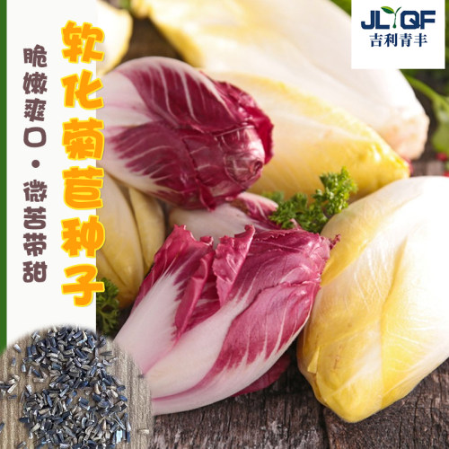 金玉兰菜种籽季阳台盆栽法国菊苣种子生食菊苣草四蔬菜种孑大全