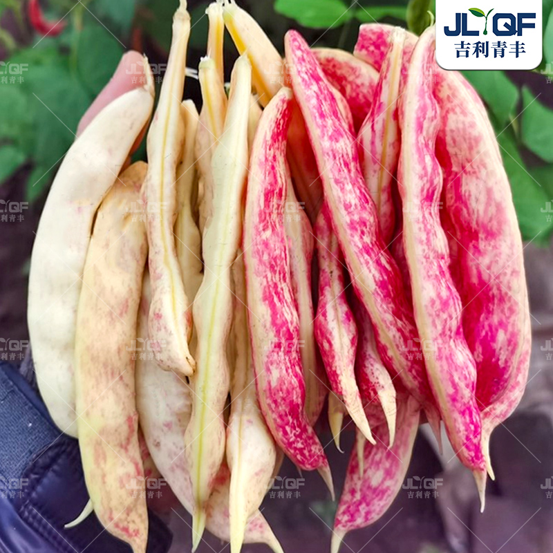 黄金勾架豆王四季蔬菜种籽