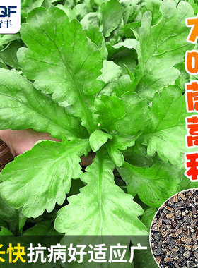 大叶茼蒿种子皇帝火锅菜籽四季