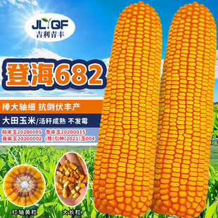 登海682大田玉米种子红轴高产饲料玉米种籽春夏秋黄淮海杂交种孑